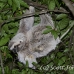 sloth_toed_three_map_h_0045_cos0240.jpg